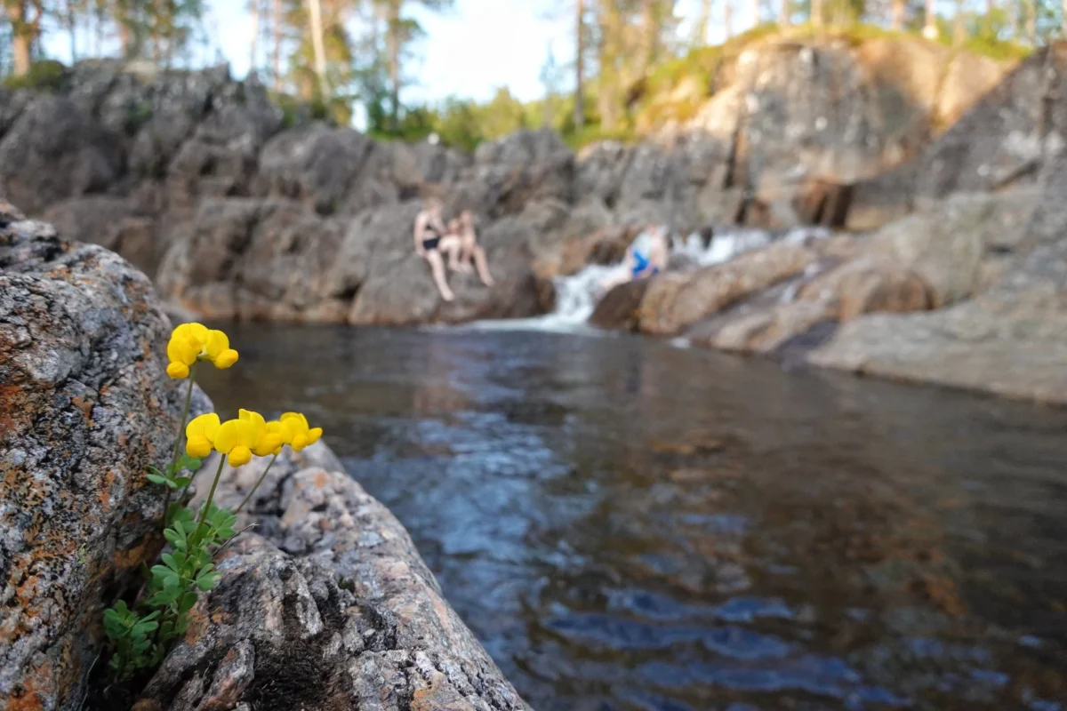 Blomster vokser fra en sprekk i berget, foto