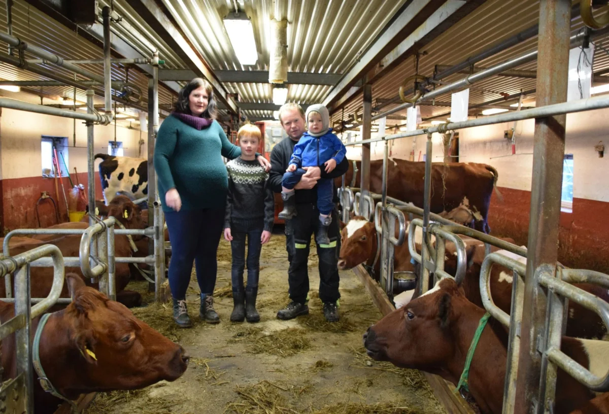 Familie står på fôrbrettet i kufjøset, foto